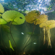 Lilypads from below.